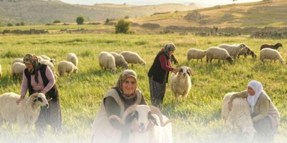 Denizli Küçükbaş Hayvancılık 2026: En Çok Yapıldığı 5 İlçe