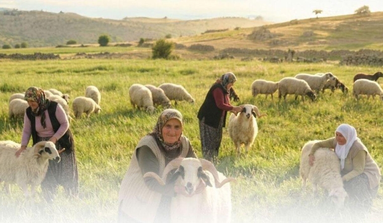 Denizli Küçükbaş Hayvancılık 2026: En Çok Yapıldığı 5 İlçe