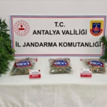 GAZİPAŞA'DA 146 KÖK KENEVİR VE 1 KİLO 150 GRAM ESRAR ELE GEÇİRİLDİ