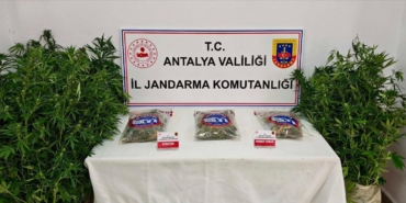 GAZİPAŞA'DA 146 KÖK KENEVİR VE 1 KİLO 150 GRAM ESRAR ELE GEÇİRİLDİ