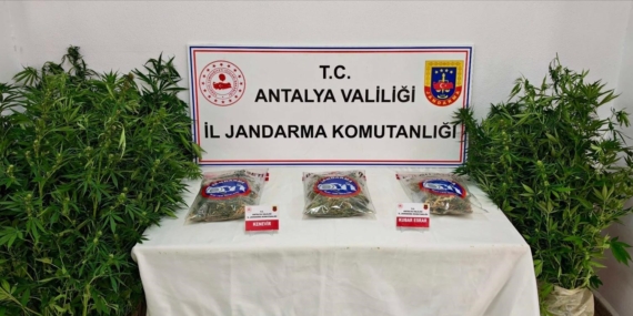 GAZİPAŞA'DA 146 KÖK KENEVİR VE 1 KİLO 150 GRAM ESRAR ELE GEÇİRİLDİ