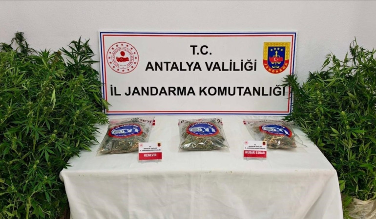 GAZİPAŞA'DA 146 KÖK KENEVİR VE 1 KİLO 150 GRAM ESRAR ELE GEÇİRİLDİ