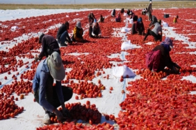 GÜNEŞ VE POYRAZLA KURUTULAN NİĞDE DOMATESİ DÜNYA SOFRALARINA ULAŞIYOR BÖLGEDE 10 BİN TONA YAKIN DOMATES KURUTULACAK