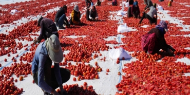 GÜNEŞ VE POYRAZLA KURUTULAN NİĞDE DOMATESİ DÜNYA SOFRALARINA ULAŞIYOR BÖLGEDE 10 BİN TONA YAKIN DOMATES KURUTULACAK