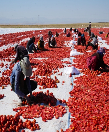GÜNEŞ VE POYRAZLA KURUTULAN NİĞDE DOMATESİ DÜNYA SOFRALARINA ULAŞIYOR BÖLGEDE 10 BİN TONA YAKIN DOMATES KURUTULACAK