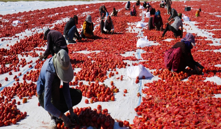 GÜNEŞ VE POYRAZLA KURUTULAN NİĞDE DOMATESİ DÜNYA SOFRALARINA ULAŞIYOR BÖLGEDE 10 BİN TONA YAKIN DOMATES KURUTULACAK