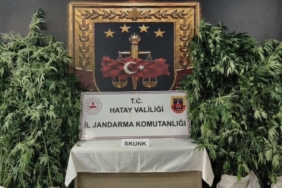 HATAY'DA JANDARMADAN UYUŞTURUCU OPERASYONU: 371 KÖK KENEVİR ELE GEÇİRİLDİ