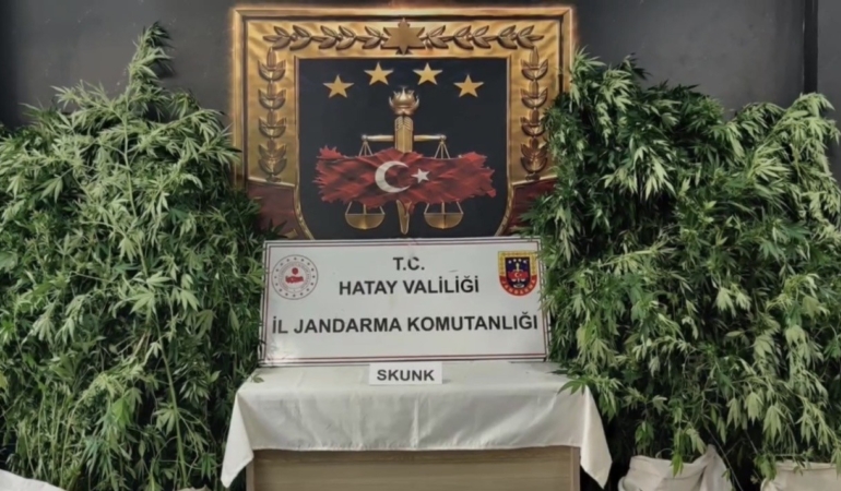 HATAY'DA JANDARMADAN UYUŞTURUCU OPERASYONU: 371 KÖK KENEVİR ELE GEÇİRİLDİ