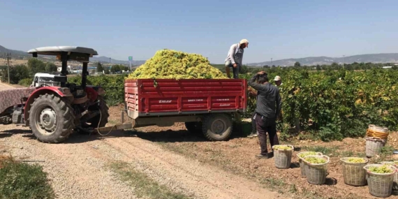 GÜNEYLİ ÜZÜM ÜRETİCİLERİNDEN ALICILARA FİYAT TEPKİSİ