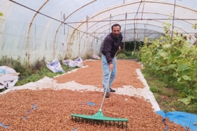 KARADENİZ'DE DİNMEYEN YAĞMURDA SERADA FINDIK KURUTMA DÖNEMİ