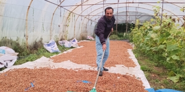 KARADENİZ'DE DİNMEYEN YAĞMURDA SERADA FINDIK KURUTMA DÖNEMİ