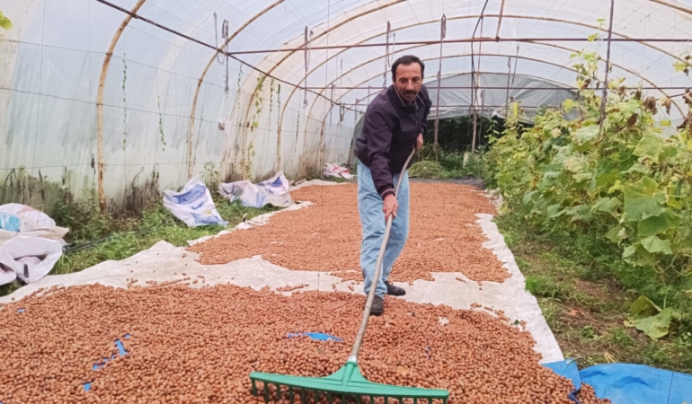 KARADENİZ'DE DİNMEYEN YAĞMURDA SERADA FINDIK KURUTMA DÖNEMİ