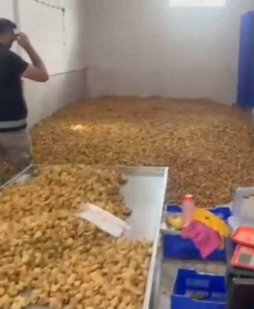 KÖŞK'TE 20 MİLYON TL DEĞERİNDE 25 TON ETİKETSİZ KURU İNCİR ELE GEÇİRİLDİ