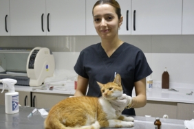 KUŞADASI'NDA 1 YILDA BİN 539 SOKAK KEDİSİ ÜCRETSİZ KISIRLAŞTIRILDI