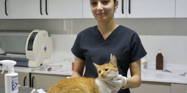 KUŞADASI'NDA 1 YILDA BİN 539 SOKAK KEDİSİ ÜCRETSİZ KISIRLAŞTIRILDI