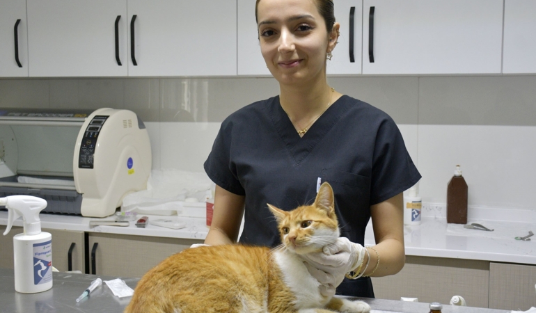 KUŞADASI'NDA 1 YILDA BİN 539 SOKAK KEDİSİ ÜCRETSİZ KISIRLAŞTIRILDI