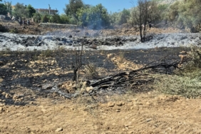 MANAVGAT'TA ZEYTİNLİK YANGINDA 100 AĞAÇ ZARAR GÖRDÜ