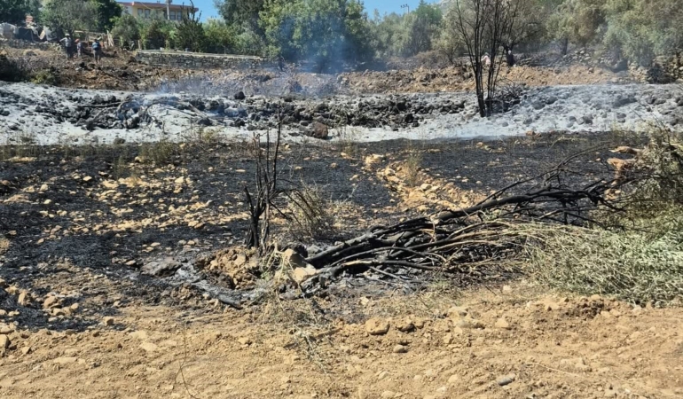 MANAVGAT'TA ZEYTİNLİK YANGINDA 100 AĞAÇ ZARAR GÖRDÜ