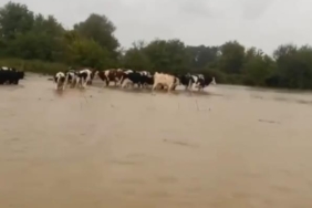 Merayı su bastı, mahsur kalan inekleri sahipleri kurtardı