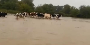 Merayı su bastı, mahsur kalan inekleri sahipleri kurtardı