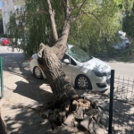 NİĞDE'DE PARK HALİNDEKİ OTOMOBİLİN ÜZERİNE AĞAÇ DEVRİLDİ