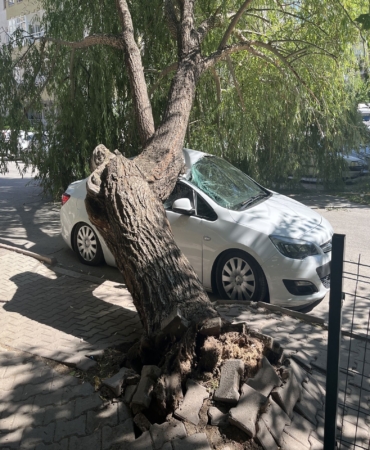 NİĞDE'DE PARK HALİNDEKİ OTOMOBİLİN ÜZERİNE AĞAÇ DEVRİLDİ