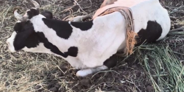 REYHANLI'DA BATAKLIĞA DÜŞEN BÜYÜKBAŞ HAYVAN KURTARILDI