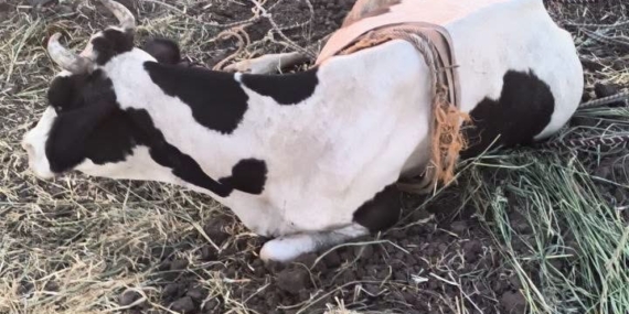 REYHANLI'DA BATAKLIĞA DÜŞEN BÜYÜKBAŞ HAYVAN KURTARILDI
