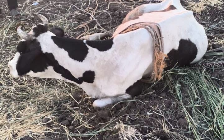 REYHANLI'DA  BATAKLIĞA DÜŞEN BÜYÜKBAŞ HAYVAN KURTARILDI