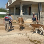 ŞANLIURFA'DA BÜYÜKBAŞ HAYVAN DOLANDIRICILIĞINDA 1 GÖZALTI
