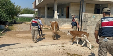 ŞANLIURFA'DA BÜYÜKBAŞ HAYVAN DOLANDIRICILIĞINDA 1 GÖZALTI