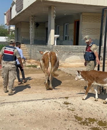 ŞANLIURFA'DA BÜYÜKBAŞ HAYVAN DOLANDIRICILIĞINDA 1 GÖZALTI