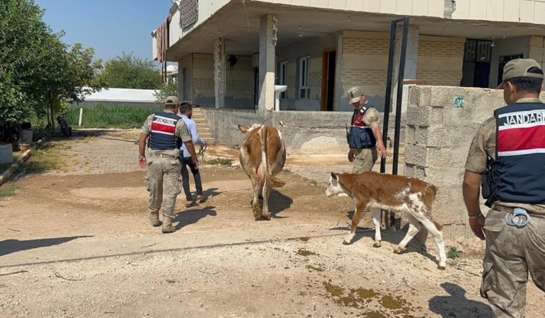 ŞANLIURFA'DA BÜYÜKBAŞ HAYVAN DOLANDIRICILIĞINDA 1 GÖZALTI