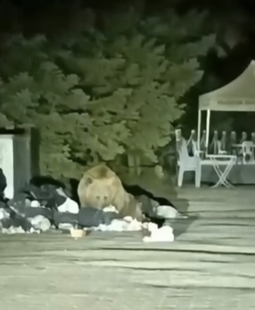 ULUDAĞ'DA AÇ KALAN AYI ÇÖP KONTEYNERİNDE YEMEK ARADI