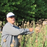 ÜRETİCİLERDEN HAŞHAŞ TOHUMU ALIM YAPILACAK