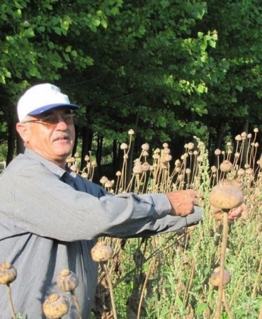ÜRETİCİLERDEN HAŞHAŞ TOHUMU ALIM YAPILACAK