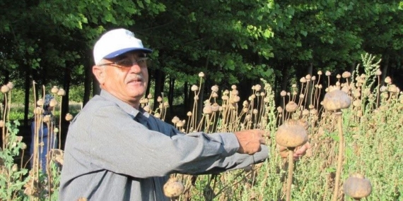 ÜRETİCİLERDEN HAŞHAŞ TOHUMU ALIM YAPILACAK