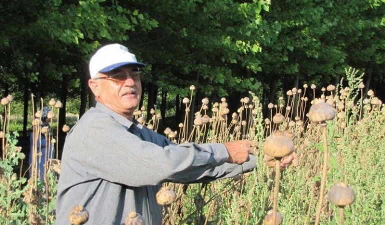 ÜRETİCİLERDEN HAŞHAŞ TOHUMU ALIM YAPILACAK
