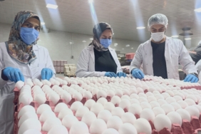 YUMURTA FİYATLARINA KISA VADEDE ZAM BEKLENMİYOR SURİYE'YE YUMURTA İHRACATI İÇİN GÜN SAYILIYOR