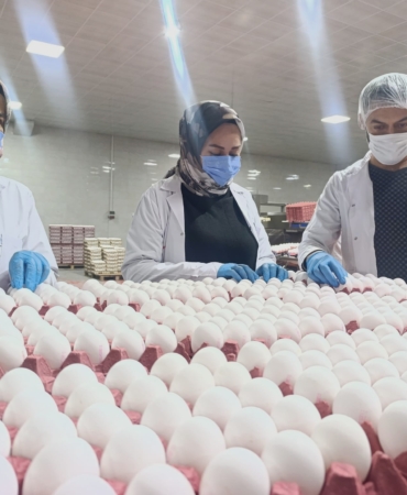 YUMURTA FİYATLARINA KISA VADEDE ZAM BEKLENMİYOR SURİYE'YE YUMURTA İHRACATI İÇİN GÜN SAYILIYOR