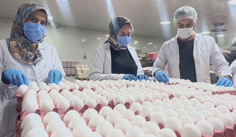 YUMURTA FİYATLARINA KISA VADEDE ZAM BEKLENMİYOR SURİYE'YE YUMURTA İHRACATI İÇİN GÜN SAYILIYOR