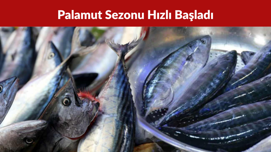 Zonguldak’ta Balıkçılar Sezona 50 Ton Palamutla Başladı
