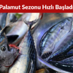Zonguldak’ta Balıkçılar Sezona 50 Ton Palamutla Başladı