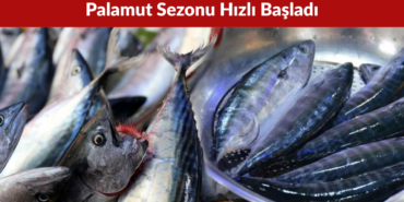 Zonguldak’ta Balıkçılar Sezona 50 Ton Palamutla Başladı