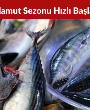 Zonguldak’ta Balıkçılar Sezona 50 Ton Palamutla Başladı