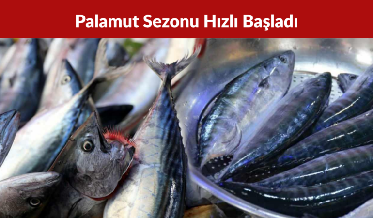 Zonguldak’ta Balıkçılar Sezona 50 Ton Palamutla Başladı