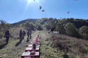 ZONGULDAK'TA YABAN HAYATINI DESTEKLEMEK İÇİN SÜLÜNLER DOĞAYA SALINDI