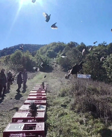 ZONGULDAK'TA YABAN HAYATINI DESTEKLEMEK İÇİN SÜLÜNLER DOĞAYA SALINDI