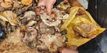 ANDIRIN DAĞLARI MANTARLARLA DOLDU