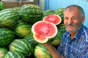 ARABAN OVASI'NDA İKİNCİ ÜRÜN GÜZ KARPUZU HASADI DEVAM EDİYOR